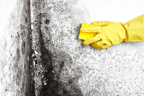 Best Commercial Mold Inspection  in College Place, WA