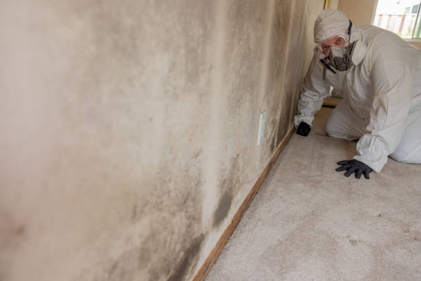 Best Asbestos and Lead Testing During Mold Inspection  in College Place, WA